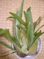 Elkhorn Fern